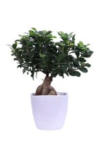 Bonsai Ficus Ginseng 500 Gr egarden.store online