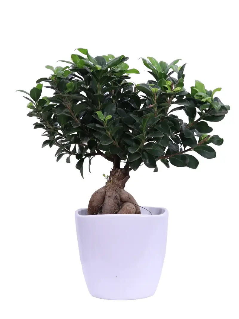 Bonsai Ficus Ginseng 500 Gr egarden.store online