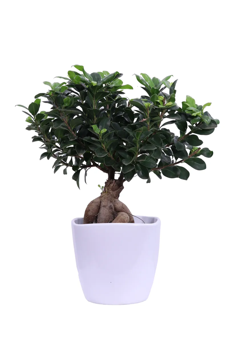 Bonsai Ficus Ginseng 500 Gr egarden.store online