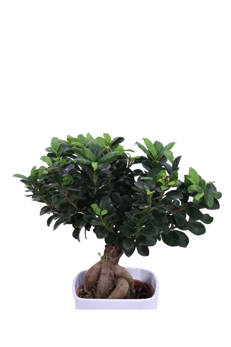 Bonsai Ficus Ginseng 500 Gr