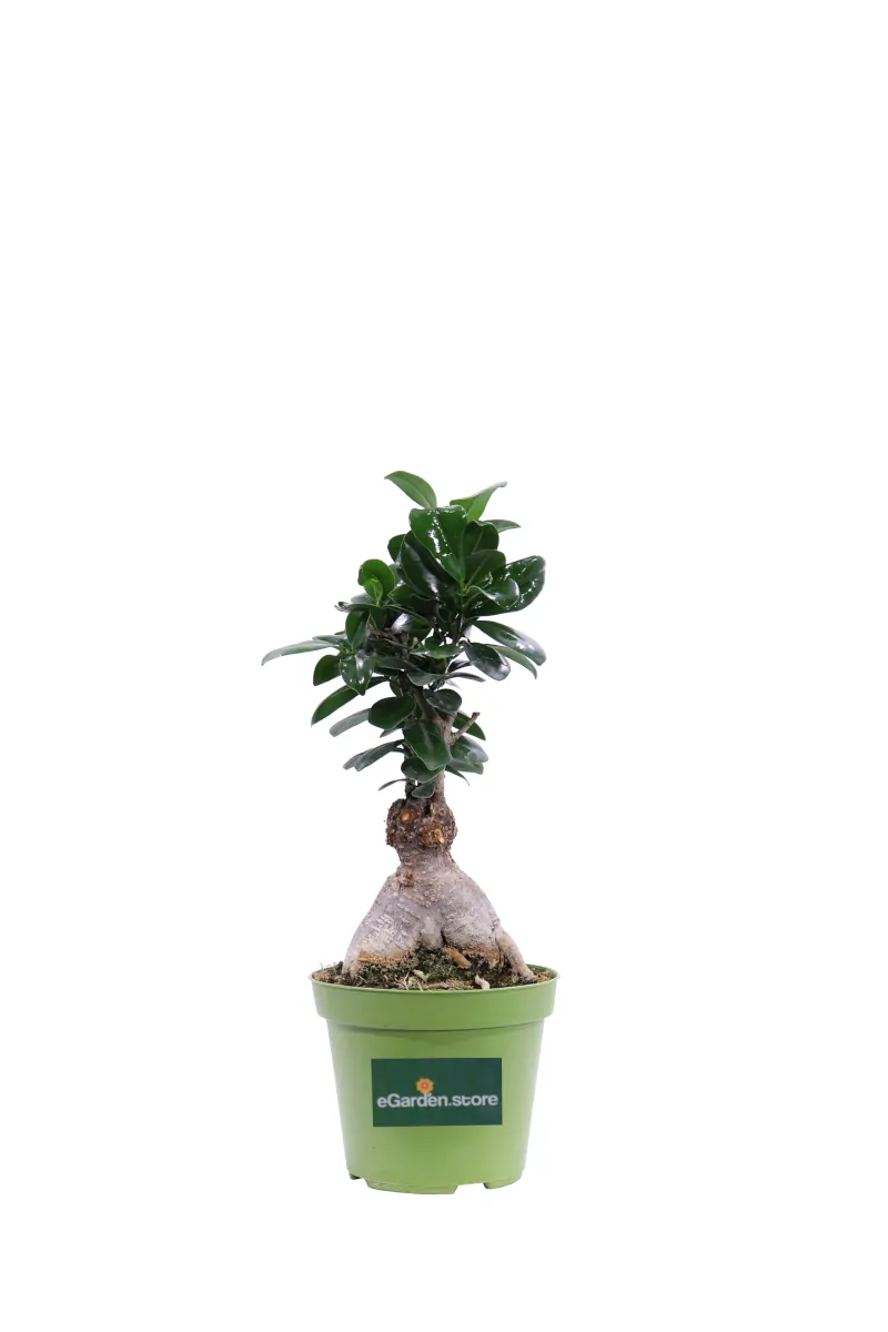 Bonsai Ficus Ginseng 80 Gr - Standard Plastic v12 egarden.store online
