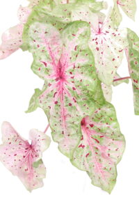 Caladio - Caladium Raspberry Moon