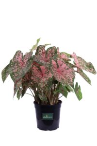Caladium Bicolor Chantinii v24 egarden.store online