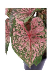 Caladium Bicolor Chantinii v24 egarden.store online