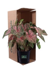 Caladium Bicolor Chantinii v24 egarden.store online