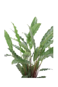 Calathea Rufibarba v19 egarden.store online