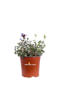 Ceratostigma Plumbaginoides - Plumbago Larpentae v17 egarden.store online