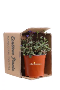 Ceratostigma Plumbaginoides - Plumbago Larpentae v17 egarden.store online