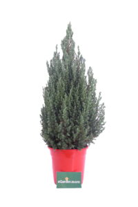 Chamaecyparis Lawsoniana Ellwood's Pillar v24 egarden.store 1 Chamaecyparis Lawsoniana Ellwood's Pillar online