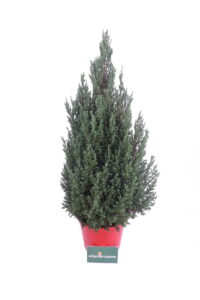 Chamaecyparis Lawsoniana Ellwood's Pillar v24 egarden.store 2 Chamaecyparis Lawsoniana Ellwood's Pillar