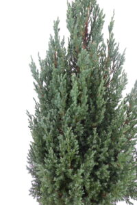 Chamaecyparis Lawsoniana Ellwood's Pillar v24 egarden.store 3 Chamaecyparis Lawsoniana Ellwood's Pillar online