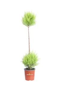 Cipresso - Cupressus Macrocarpa Goldcrest Ball v14 egarden.store 1 Cipresso - Cupressus Macrocarpa Goldcrest Ball v14 egarden.store online
