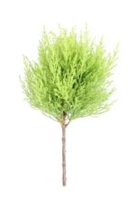 Cipresso - Cupressus Macrocarpa Goldcrest Ball v14 egarden.store 2 Cipresso - Cupressus Macrocarpa Goldcrest Ball v14 egarden.store online