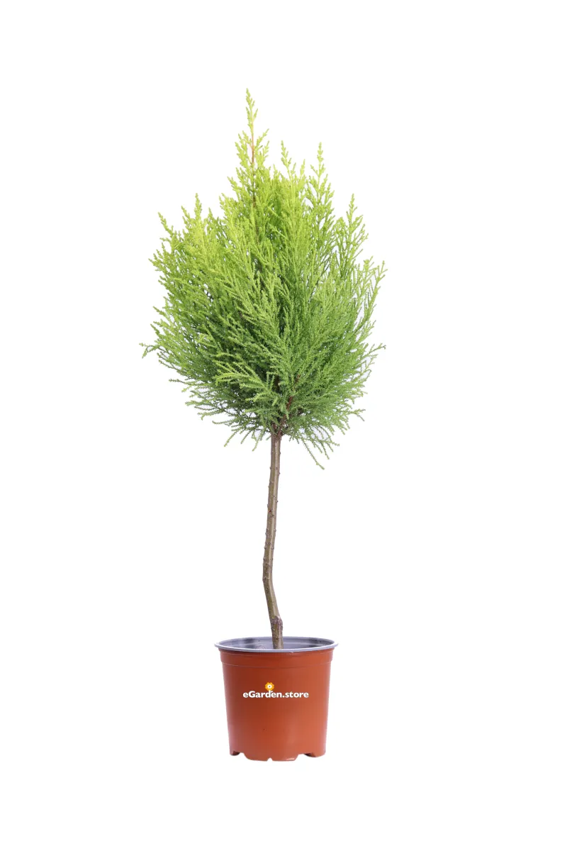 Cipresso - Cupressus Macrocarpa Goldcrest Ball v17 egarden.store online
