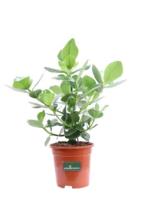 Clusia Rosea v17 egarden.store online