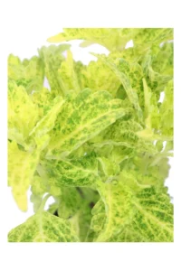 Coleus Blumei - Fairway Yellow v14 egarden.store online