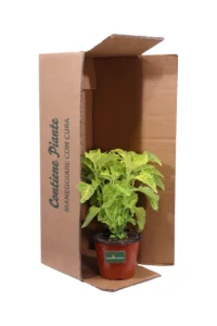 Coleus Blumei - Fairway Yellow v14 egarden.store online