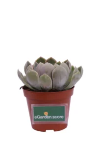 Echeveria Elegans v8 egarden.store online