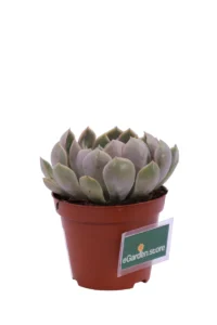 Echeveria Elegans v8 egarden.store online