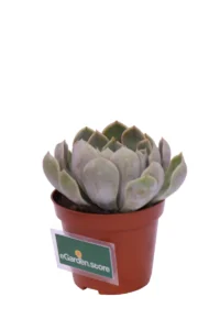 Echeveria Elegans v8 egarden.store online