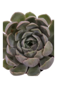 Echeveria Elegans v8 egarden.store online