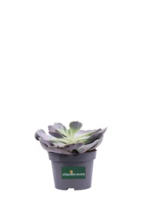 Echeveria Lilacina v10 egarden.store 1 Echeveria Lilacina v10 egarden.store online