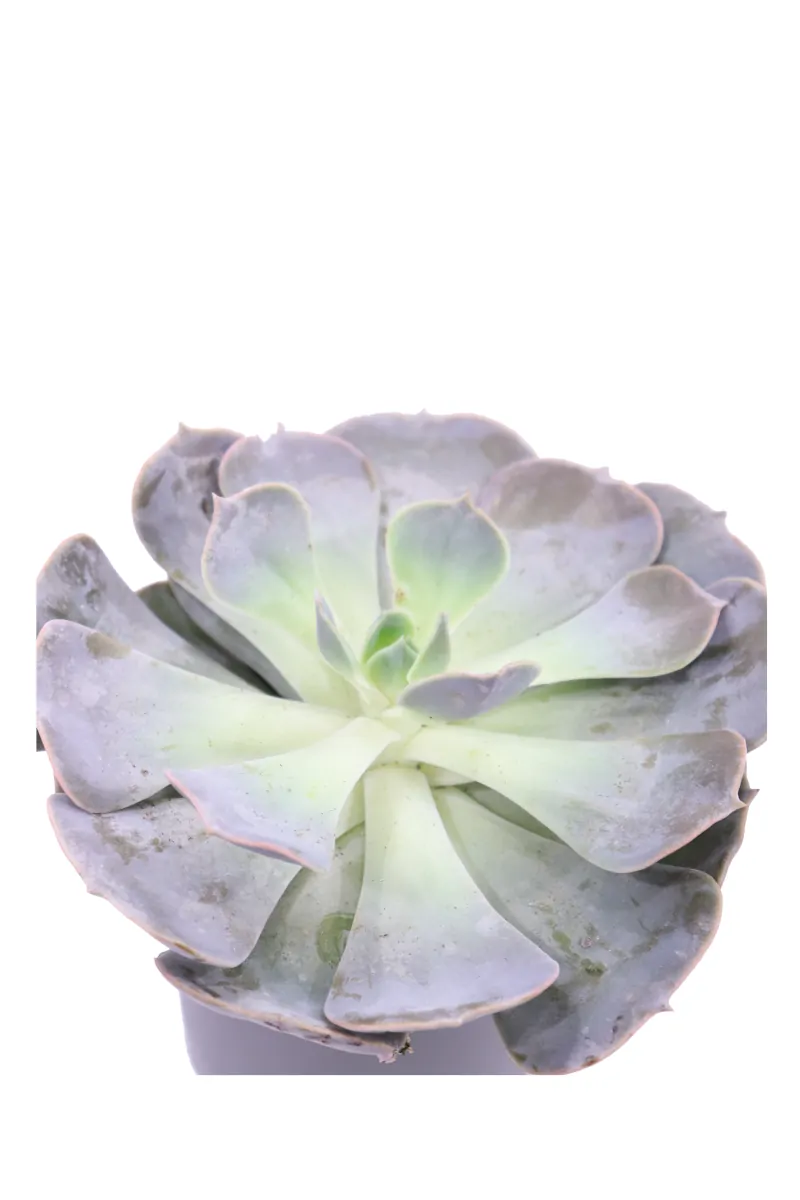Echeveria Lilacina v10 egarden.store online