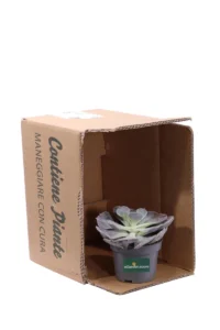 Echeveria Lilacina v10 egarden.store 3 Echeveria Lilacina