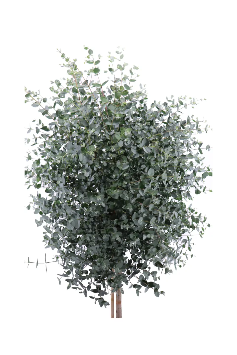 Eucalipto - Eucalyptus Gunnii Alberello v30 egarden.store online
