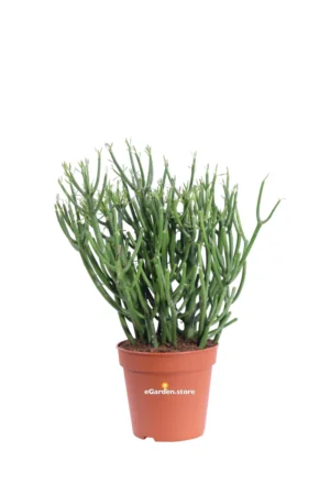 Euphorbia Tirucalli v15 egarden.store online