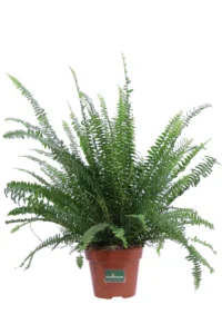 Felce di Boston v17 egarden.store online