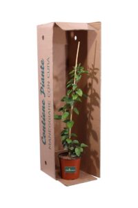 Gelsomino d'Arabia v16 egarden.store online