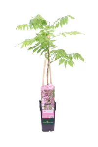 Glicine - Wisteria Floribunda Rosea