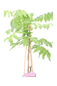 Glicine - Wisteria Floribunda Rosea v15 egarden.store online