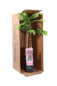 Glicine - Wisteria Floribunda Rosea