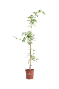 Glicine - Wisteria v24 egarden.store 1 Glicine - Wisteria v24 egarden.store online