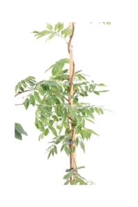 Glicine - Wisteria v24 egarden.store 2 Glicine - Wisteria Brachybotrys Shiro Kapitan Fuji