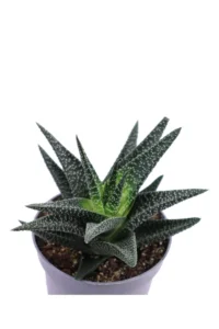 Haworthia Attenuata v10 egarden.store online