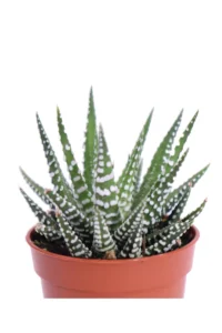 Haworthia Fasciata v6 egarden.store 2 Haworthia Fasciata