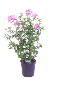 Hibiscus Syriacus Rosa e Rosso online