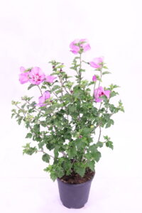 Ibisco Cinese - Hibiscus Syriacus Rosa e Rosso