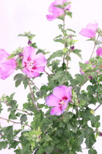 Hibiscus Syriacus online