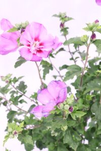 Ibisco Cinese - Hibiscus Syriacus Rosa e Rosso