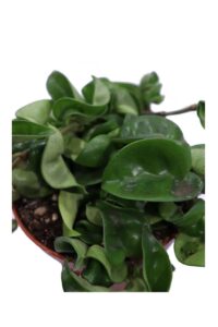 Hoya Carnosa Compacta v12 egarden.store online