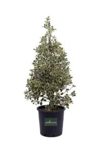 Ilex Aquifolium Argentea Marginata v35 egarden.store 1 Ilex Aquifolium Argentea Marginata v35 egarden.store online