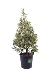 Ilex Aquifolium Argentea Marginata v35 egarden.store 2 Ilex Aquifolium Argentea Marginata v35 egarden.store online