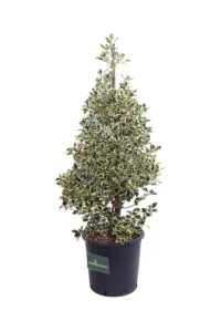 Ilex Aquifolium Argentea Marginata v35 egarden.store 3 Ilex Aquifolium Argentea Marginata v35 egarden.store online
