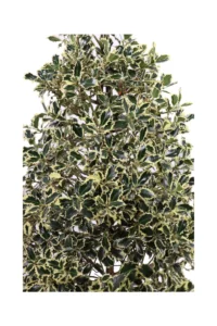 Ilex Aquifolium Argentea Marginata v35 egarden.store 4 Ilex Aquifolium Argentea Marginata v35 egarden.store online