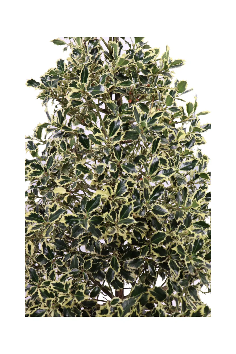Ilex Aquifolium Argentea Marginata v35 egarden.store online