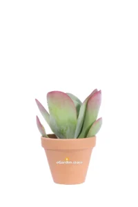 Kalanchoe Thyrsiflora Deco